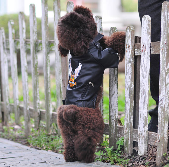 Leather Jacket for small-medium dogs